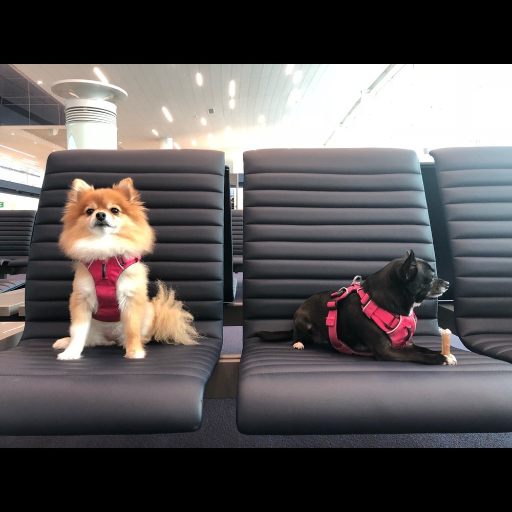 Meet your Posher, Emma